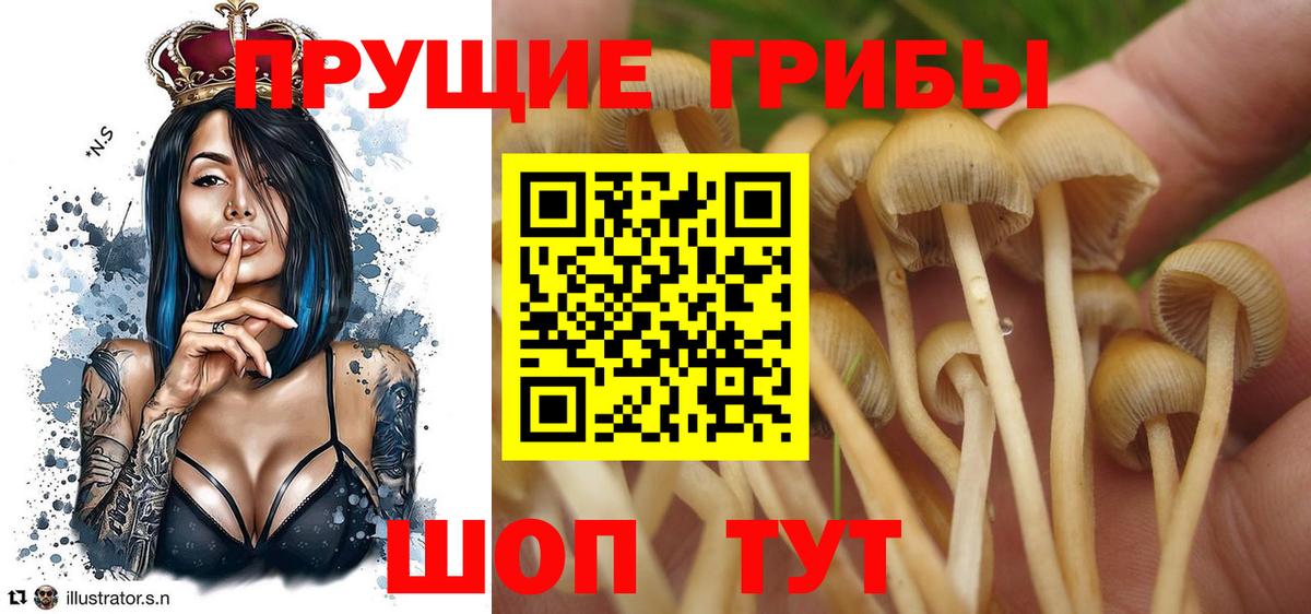 Псилоцибиновые грибы ЛСД  Галлюциногенные грибы мицелий  Гусь-Хрустальный  где купить наркоту  Вход с VPN 
